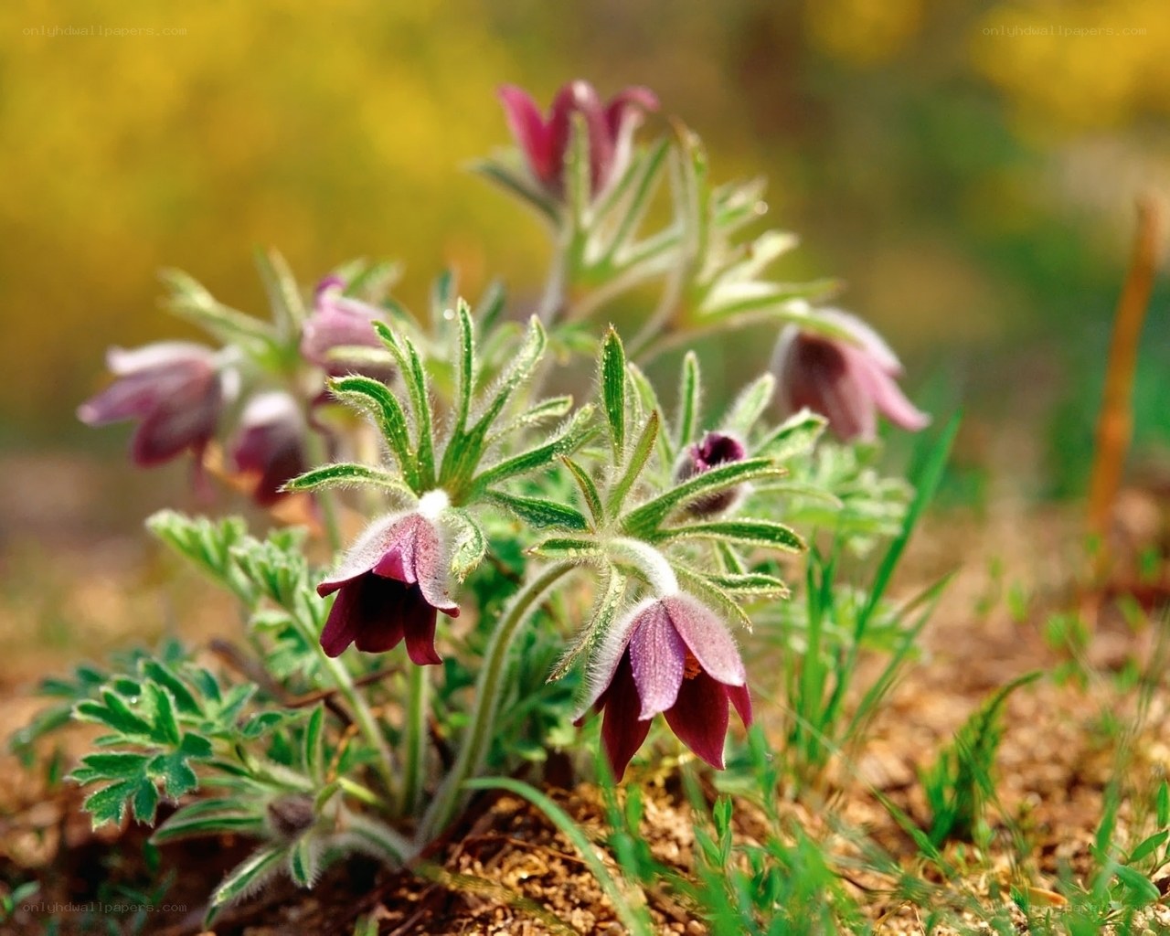 Purple pasqueflower in spring