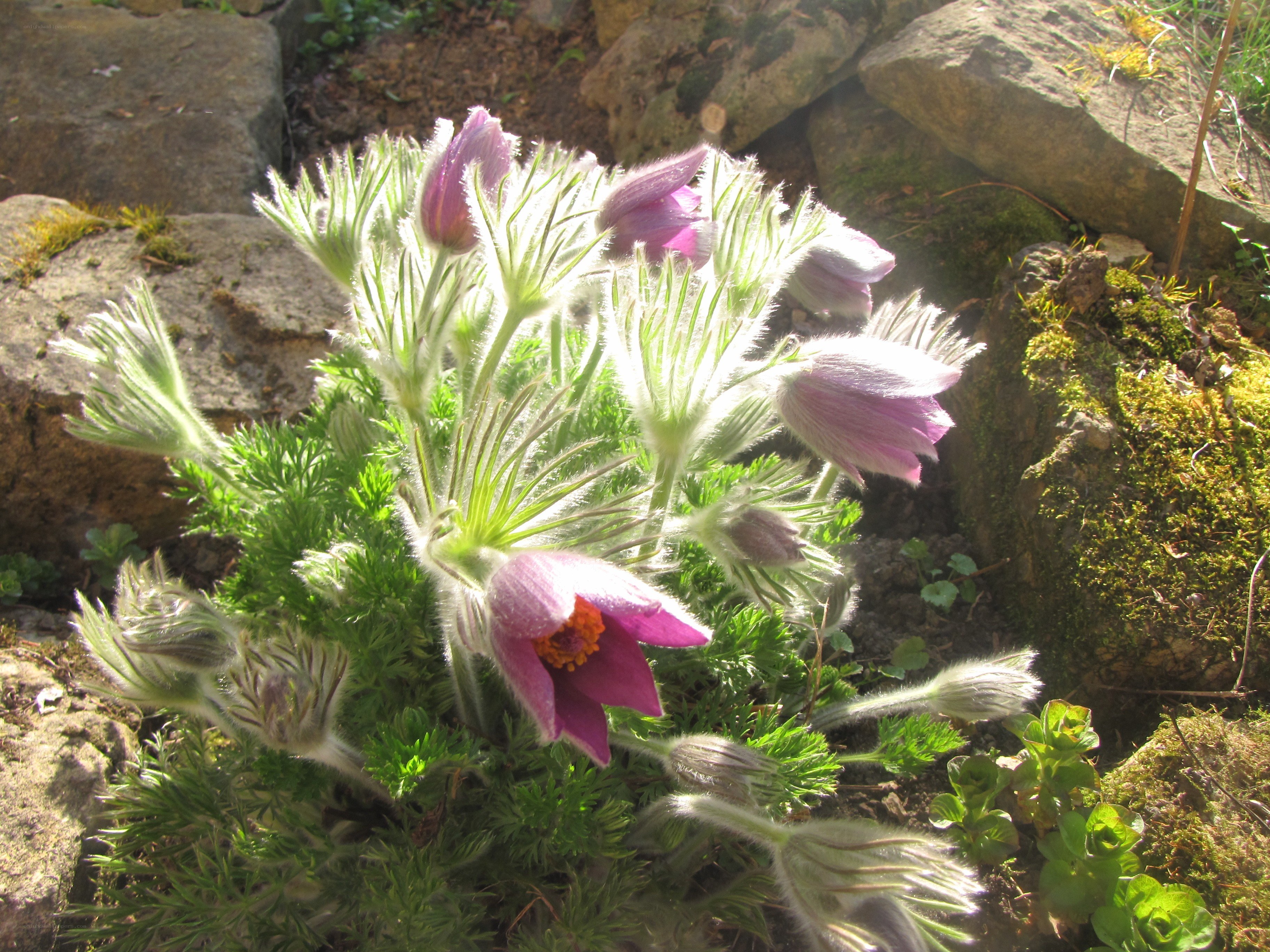 Purple pasqueflower in sunlight