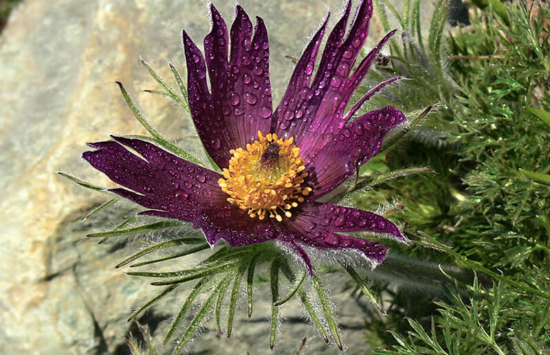 Purple Pasqueflower — Natural, Spring, Photograph