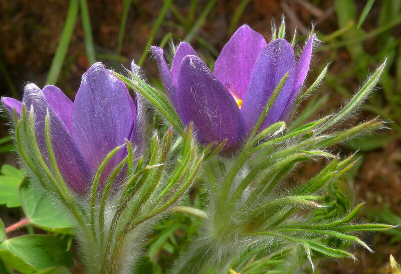 Purple Pasqueflower — Natural, Spring