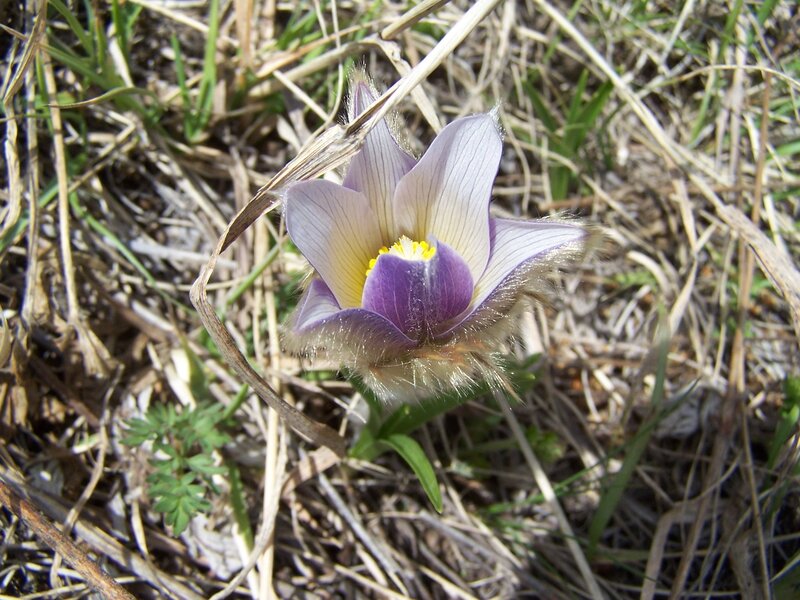 Purple Pasqueflower — Natural