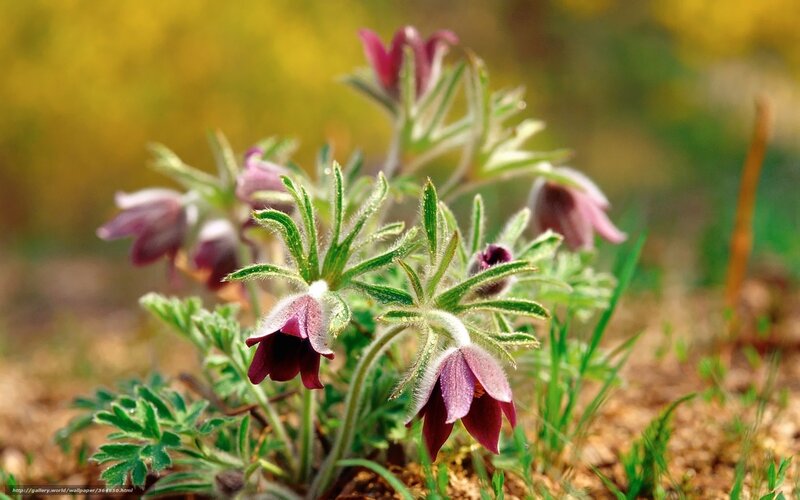 Purple Pasqueflower Plant — Serene, Spring