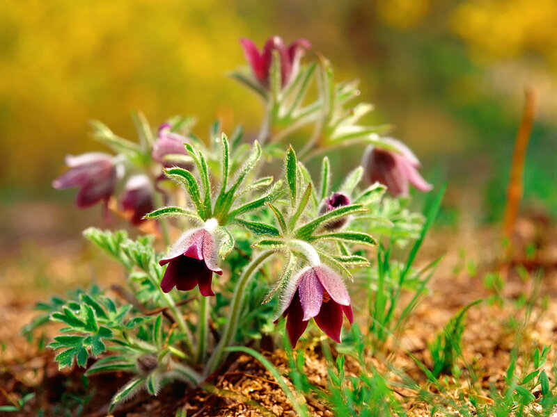 Purple Pasqueflower Plant — Serene