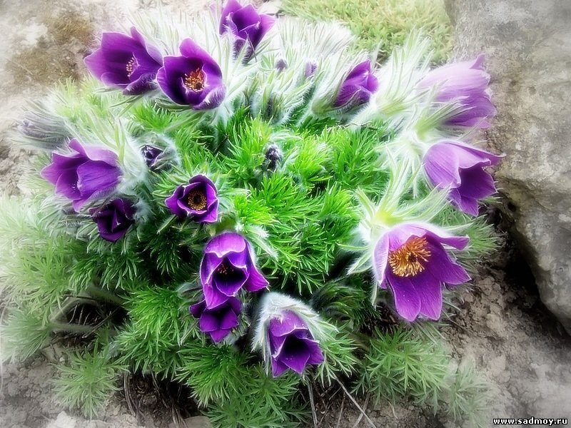 Purple Pasqueflower Plant