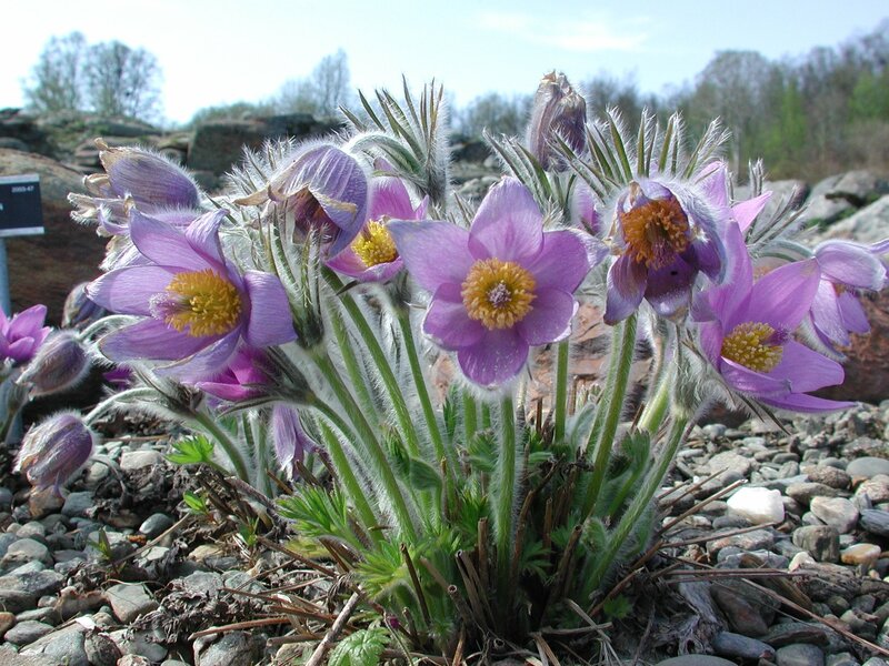 Purple Pasqueflower Plants