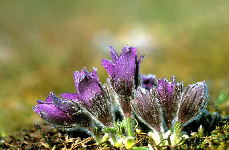 Purple Pasqueflower — Serene, Morning