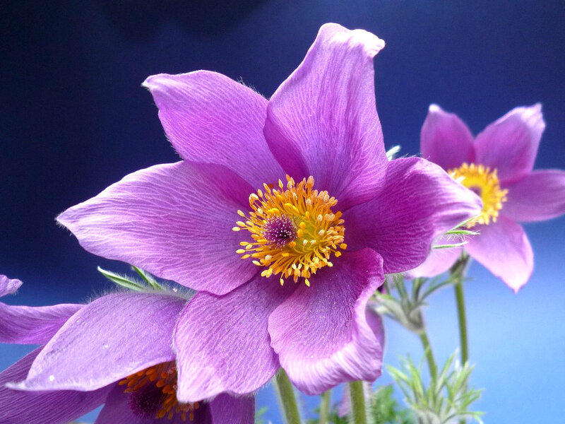 Purple Pasqueflower — Serene, Photograph