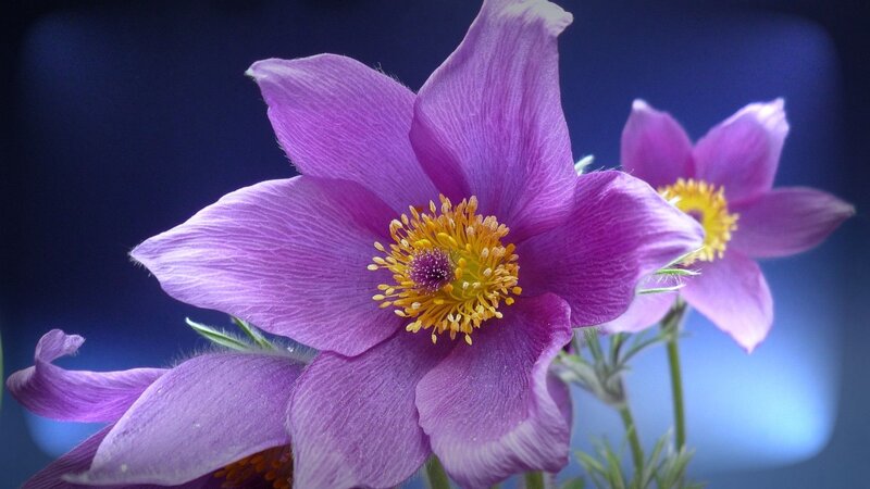 Purple Pasqueflower — Serene, Photograph, Yellow Center