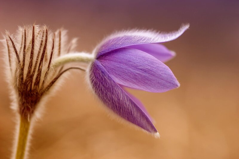 Purple Pasqueflower — Serene, Spring, Photograph, Flower