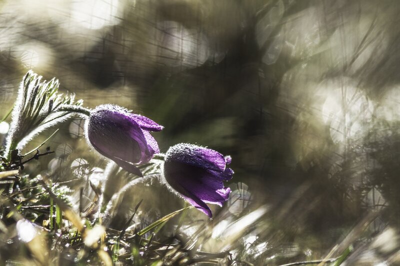 Purple Pasqueflower — Serene, Spring, Photograph, Grass
