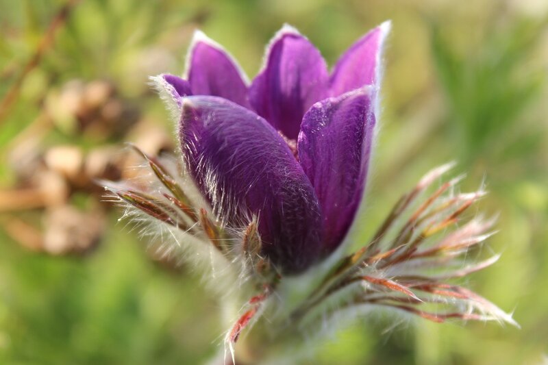 Purple Pasqueflower — Serene, Spring, Photograph, Green Foliage