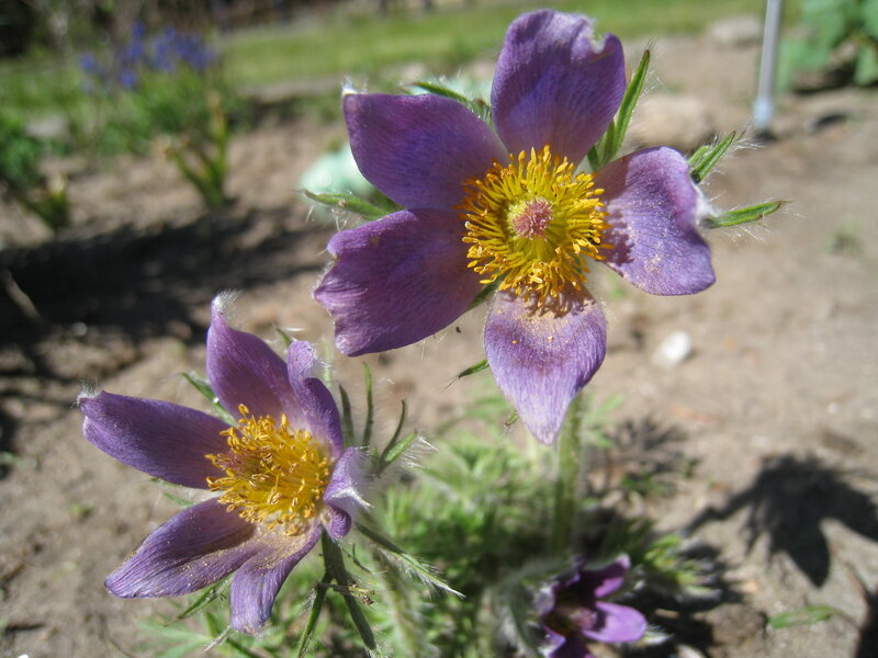 Purple Pasqueflower — Serene, Spring, Photograph