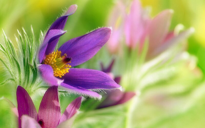 Purple Pasqueflower — Serene, Spring, Photograph, Yellow Center, Green Leaves
