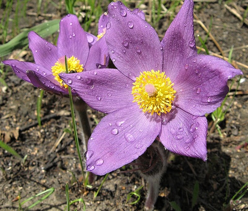 Purple Pasqueflower — Serene, Spring, Photograph, Yellow Center