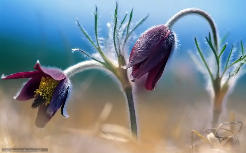 Purple Pasqueflower — Serene, Spring, Photograph, Yellow Stamen