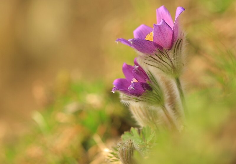 Purple Pasqueflower — Serene, Spring