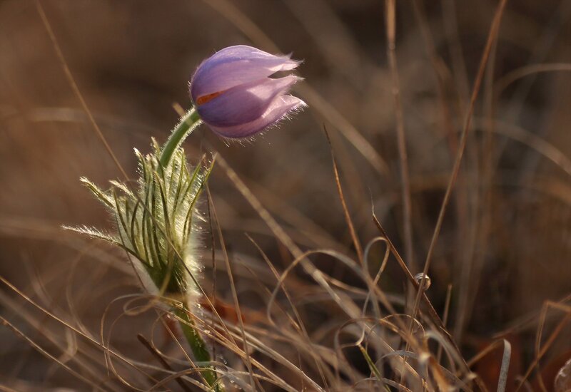 Purple Pasqueflower — Serene, Sunset