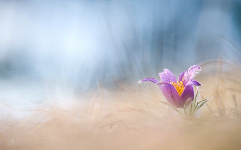 Purple Pasqueflower — Serene