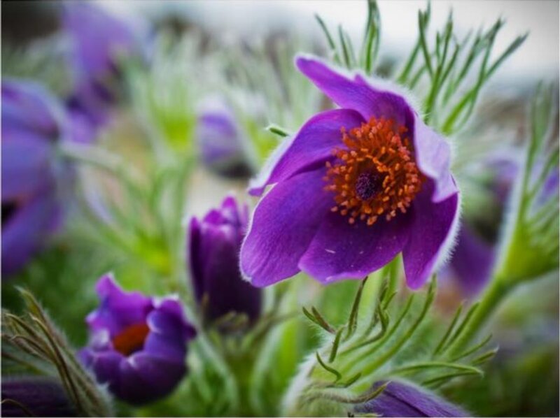Purple Pasqueflower