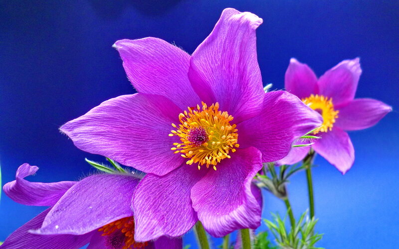 Purple Pasqueflower — Vibrant, Photograph