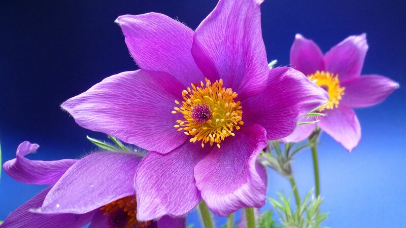 Purple Pasqueflower — Vibrant, Photograph, Yellow Center