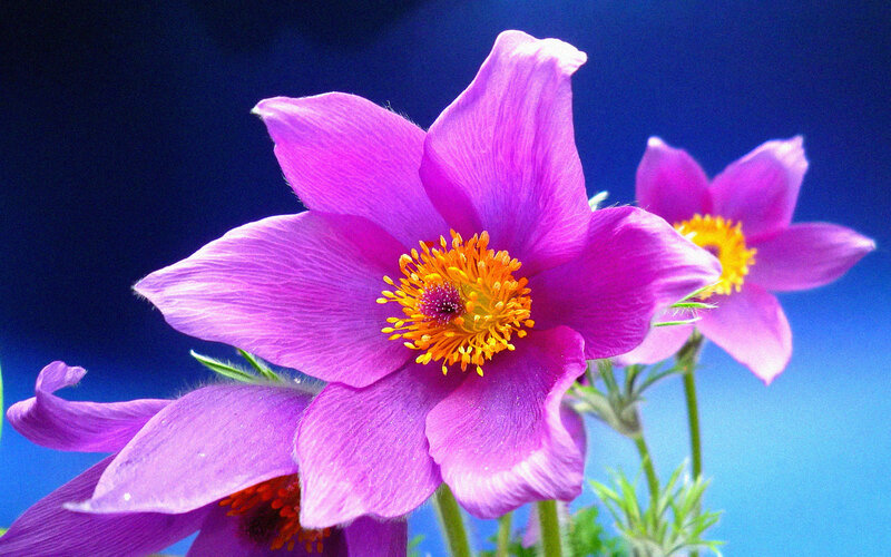 Purple Pasqueflower — Vibrant
