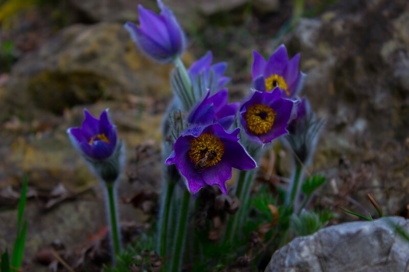 Purple Pasqueflower with Bee