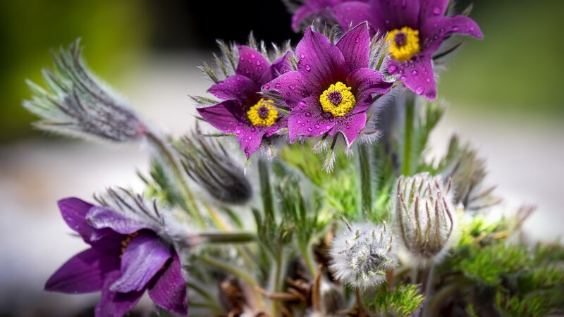 Purple Pasqueflower with Dew