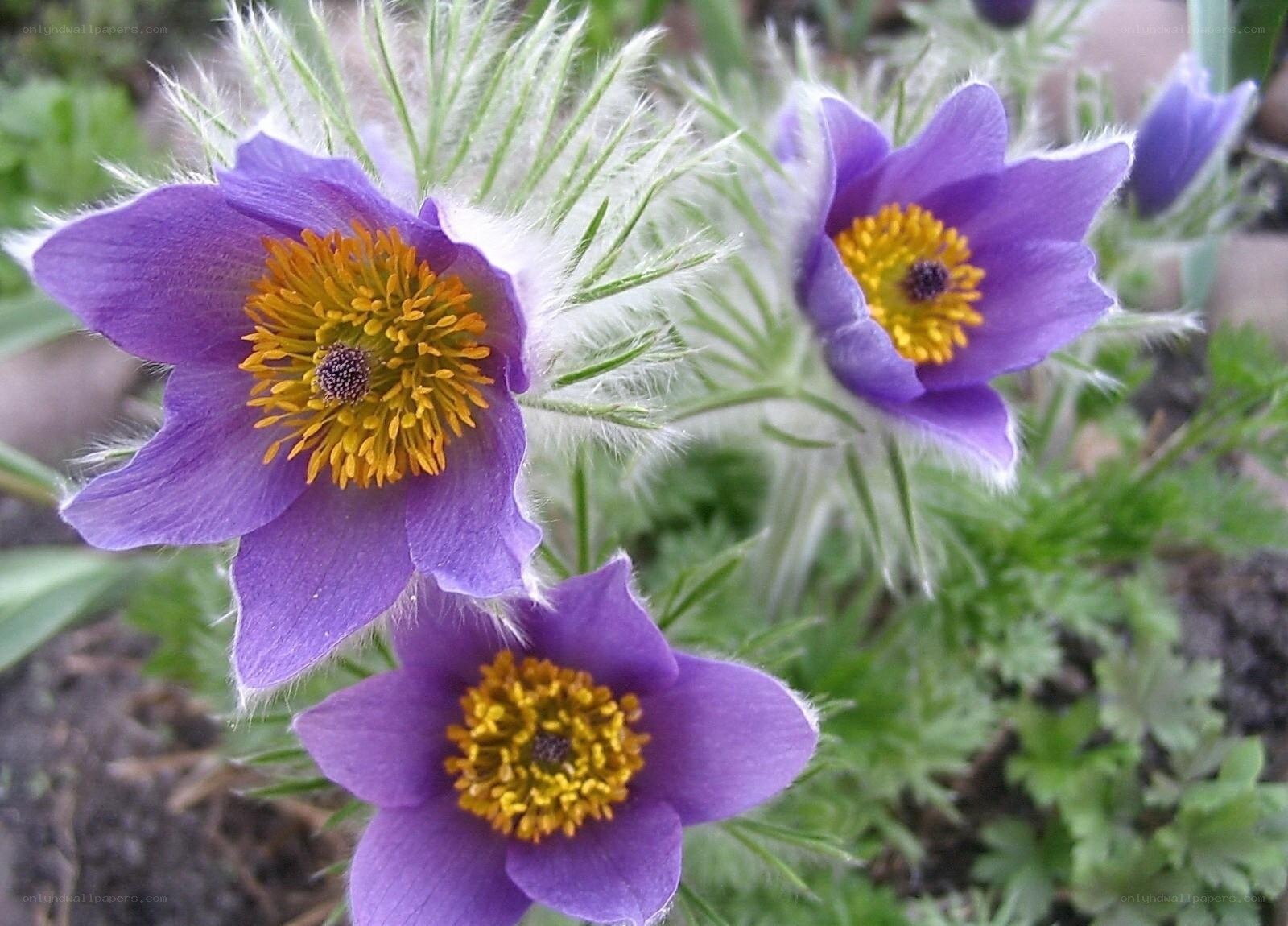 Purple pasqueflowers in bloom