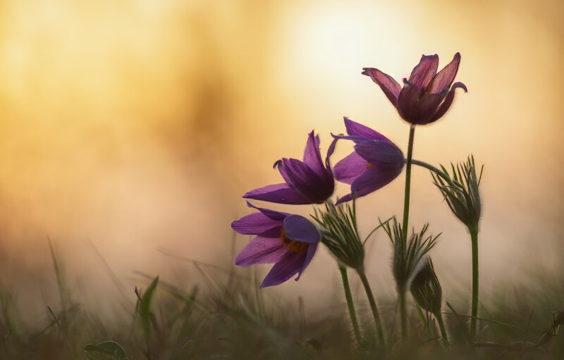 Purple Pasqueflowers in Field — Serene, Sunset