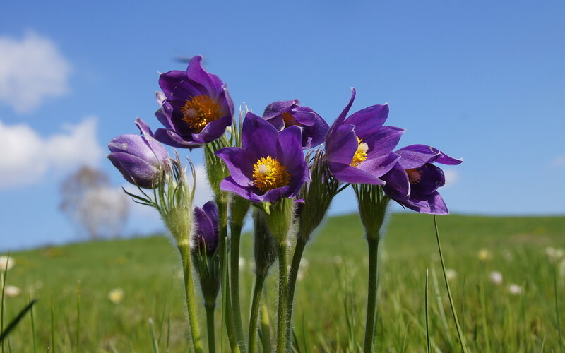 Purple Pasqueflowers in Field — Serene