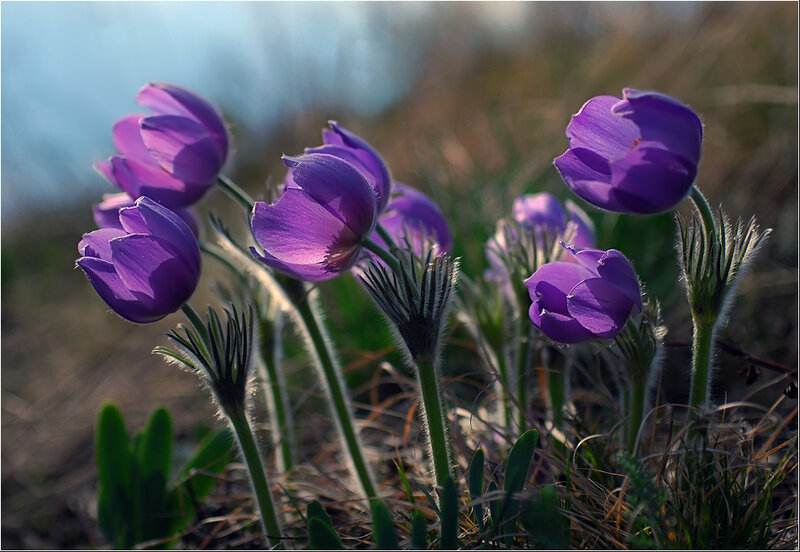 Purple Pasqueflowers in Field
