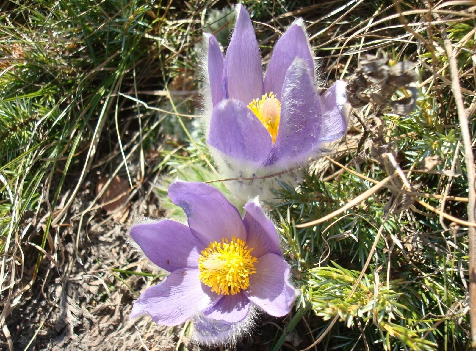 Purple pasqueflowers in grass