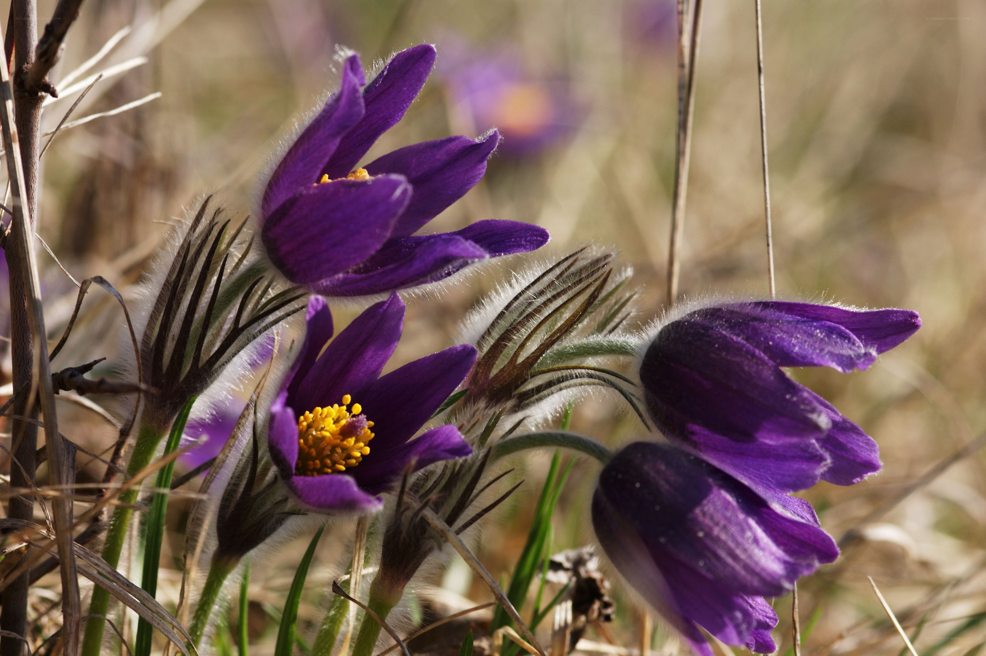 Purple pasqueflowers in spring