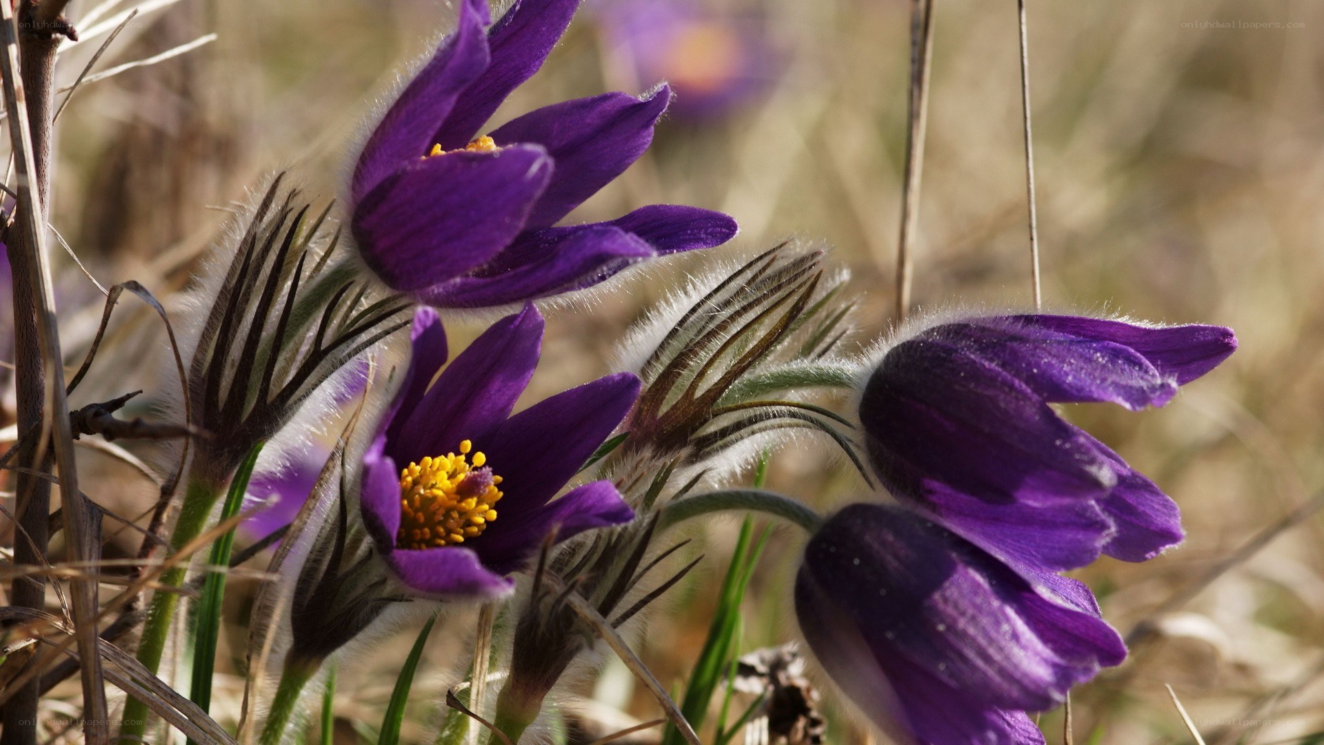 Purple pasqueflowers in spring