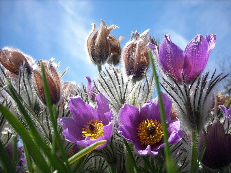 Purple pasqueflowers in spring