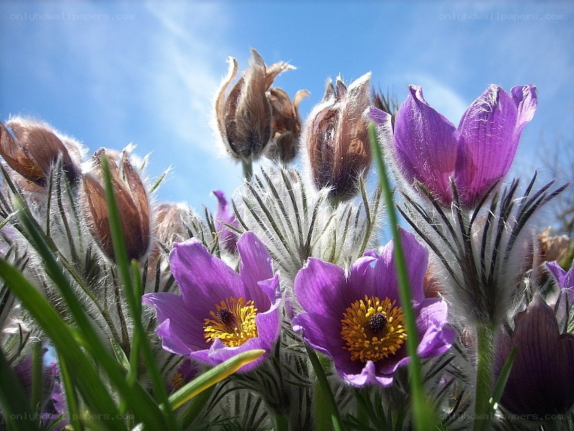 Purple pasqueflowers in spring