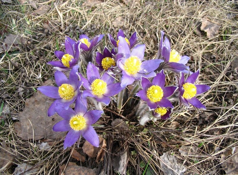 Purple pasqueflowers in spring