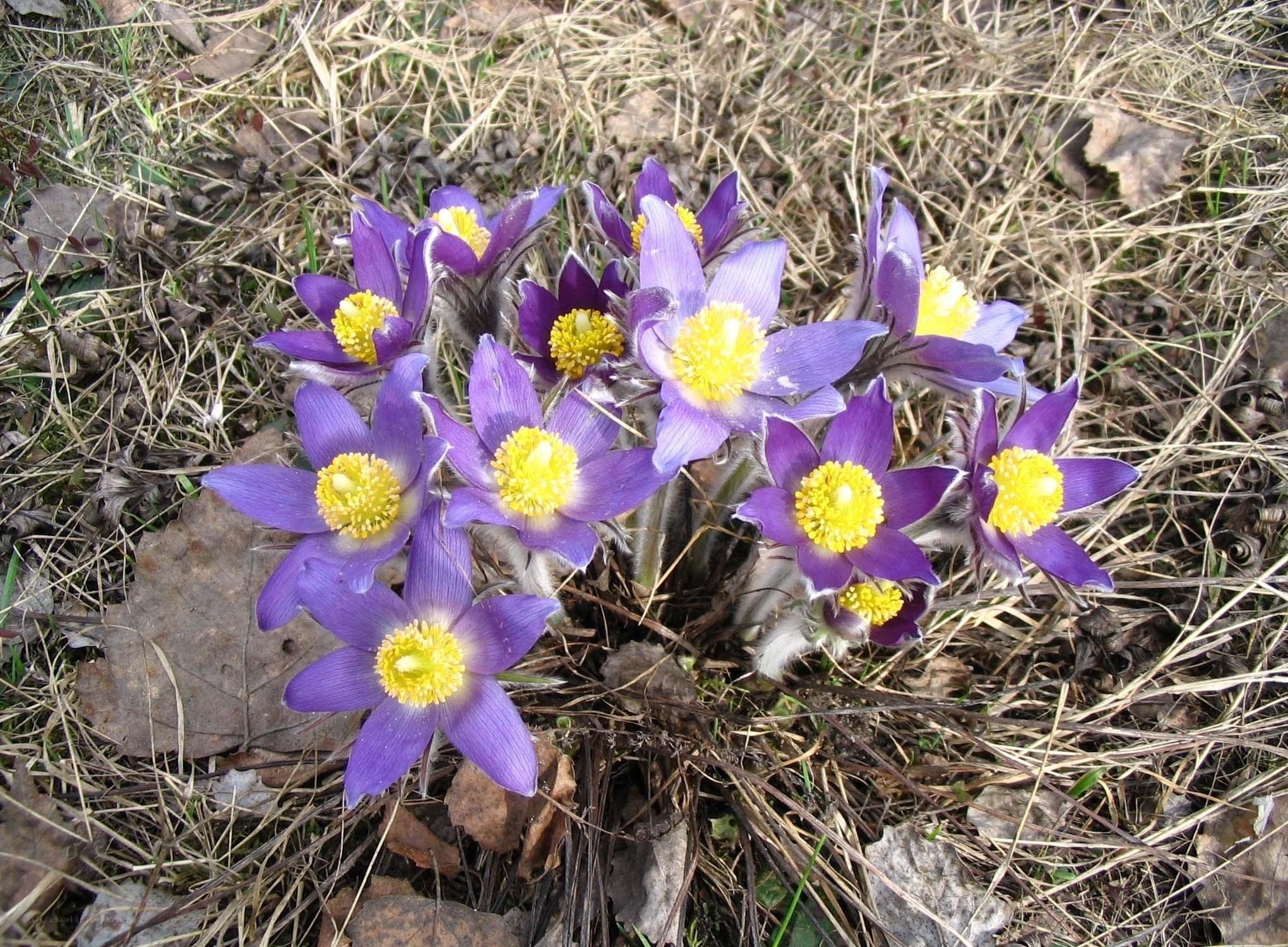 Purple pasqueflowers in spring