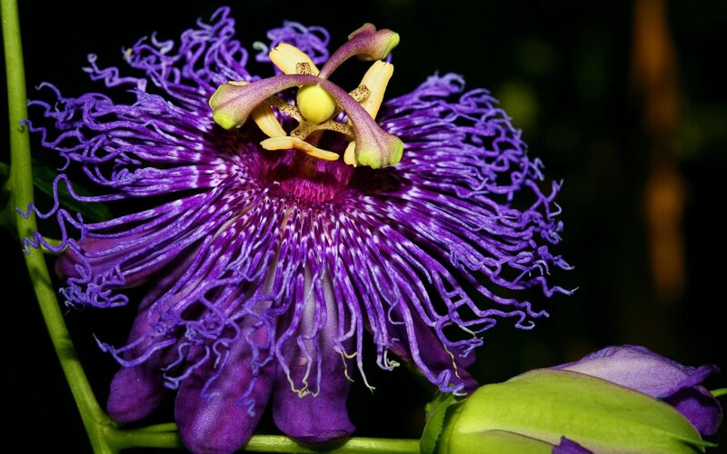 Purple Passion Flower — Dramatic