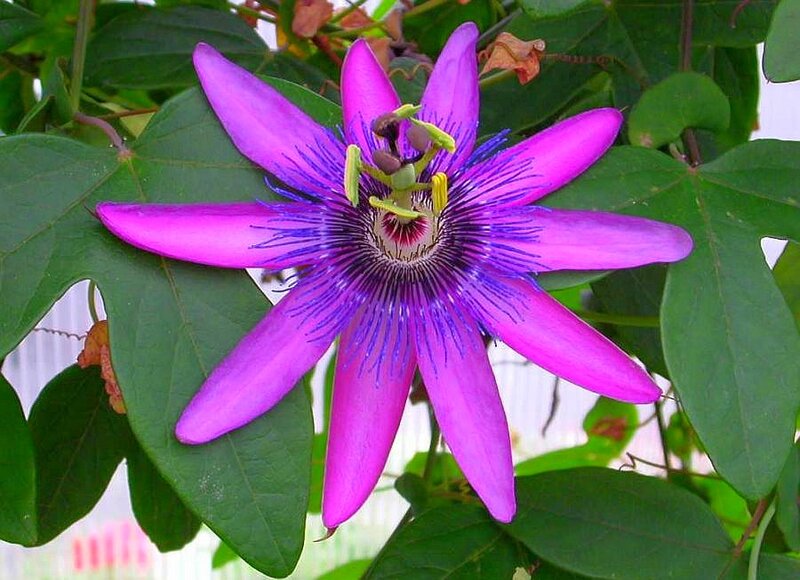 Purple Passion Flower — Natural