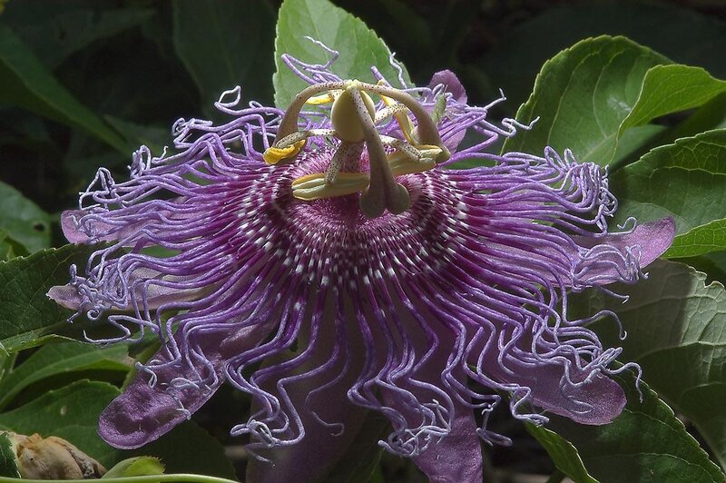 Purple Passion Flower