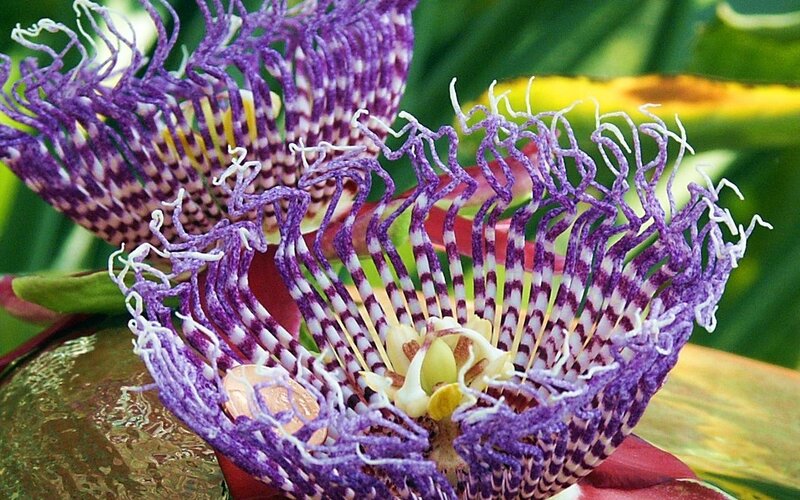 Purple Passion Flower — Vibrant