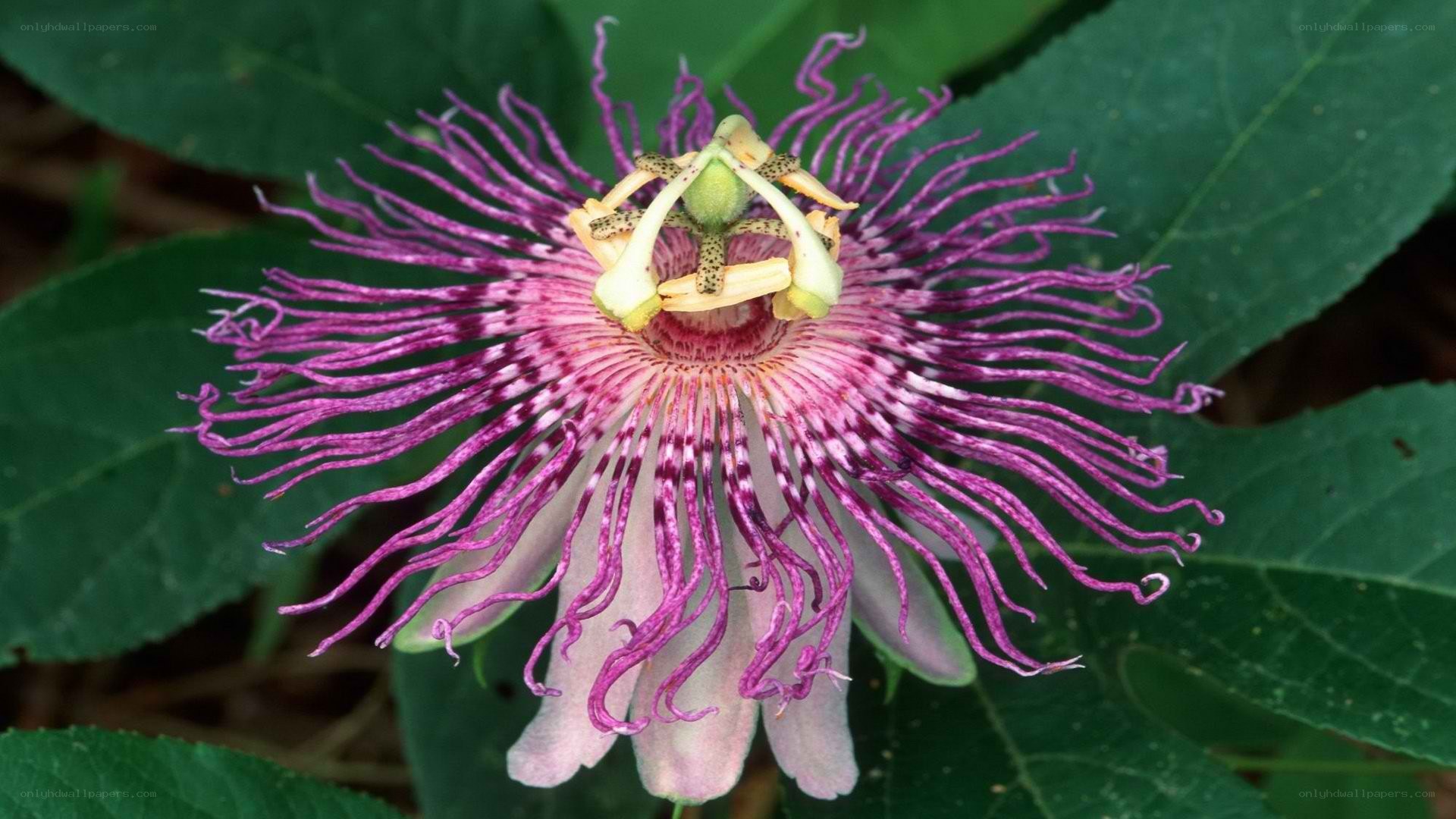 purple passionflower bloom