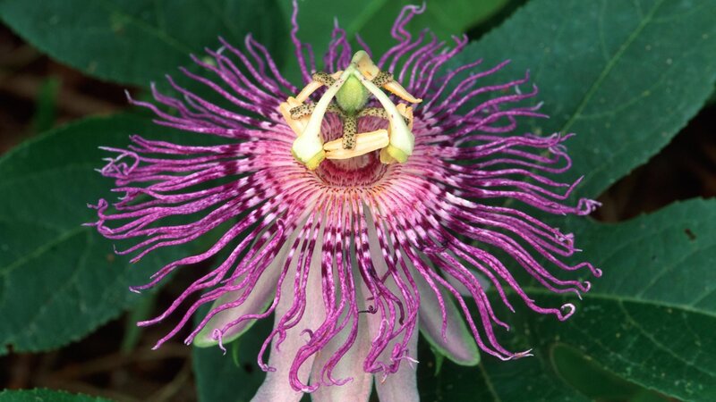 purple passionflower bloom