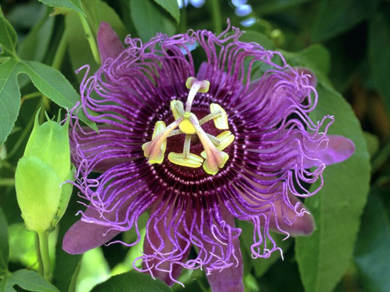 purple passionflower bloom