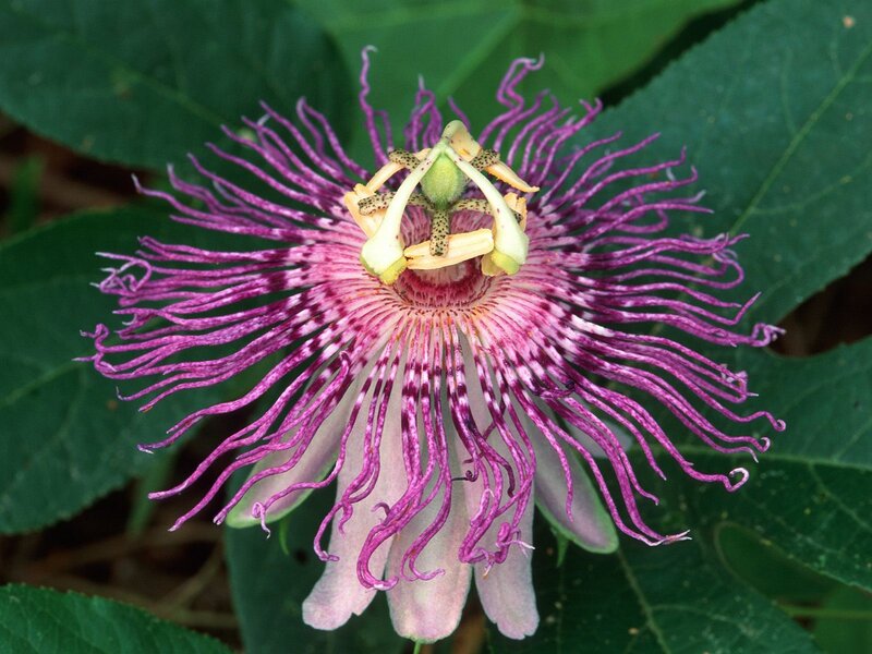 purple passionflower bloom