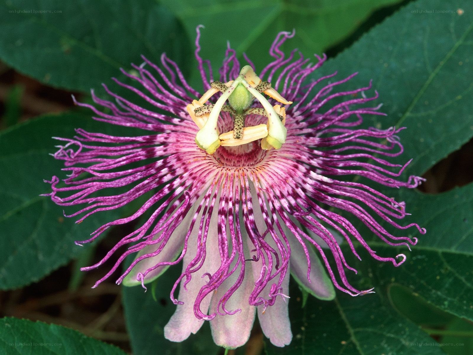 purple passionflower bloom