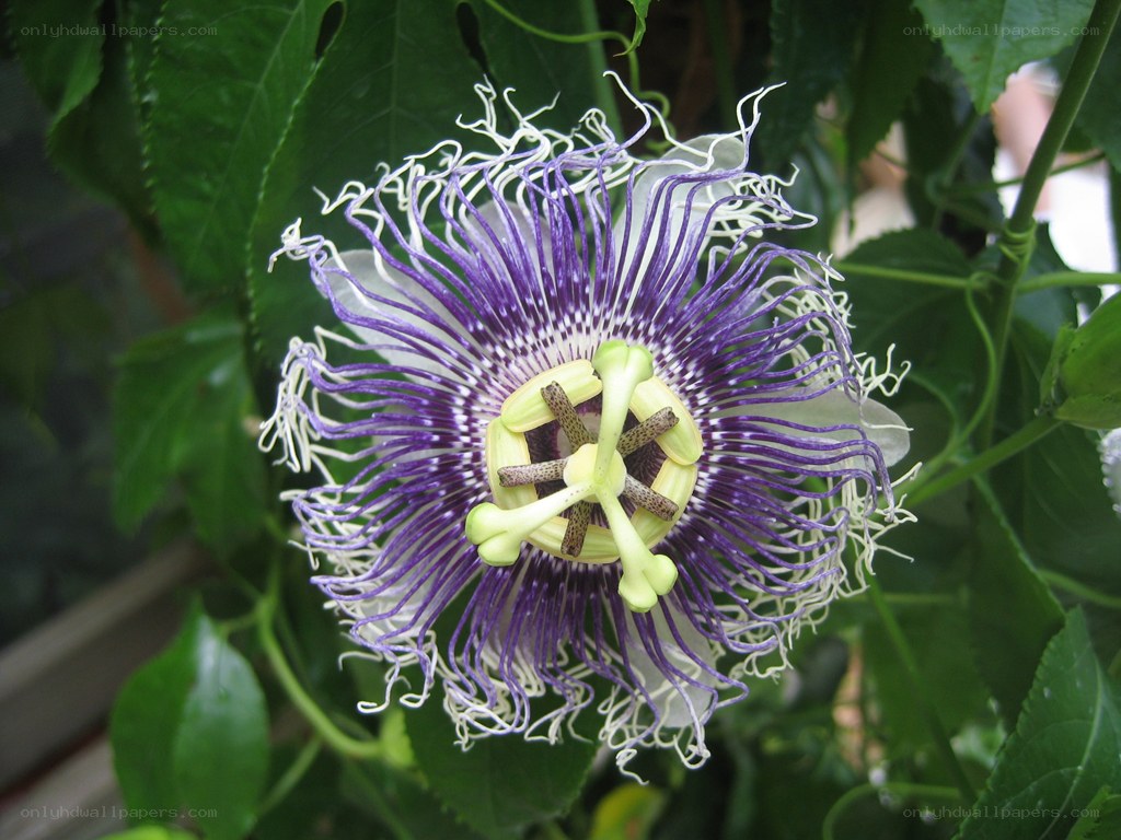purple passionflower bloom