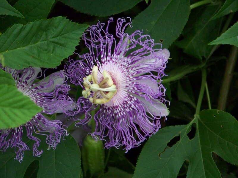 purple passionflower bloom